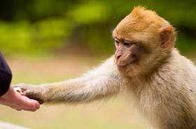 High Five monkey