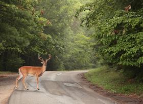 deer in road (2)