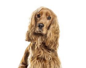 cocker spaniel