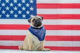 pug Us Flag