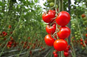 growth, tomatoes