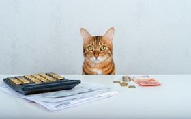 Bengal cat insurance