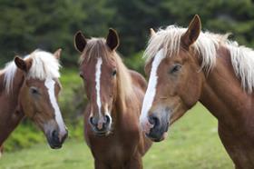 Horses