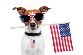 US flag dog glasses
