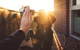 high five