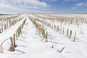 crops in the snow