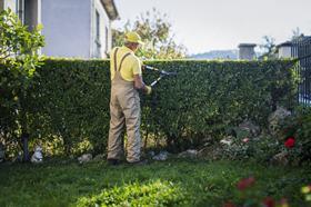 gardener cutting hedge