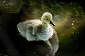 Ugly Duckling two