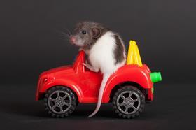 rat in a car
