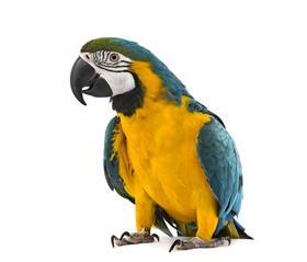 parrot