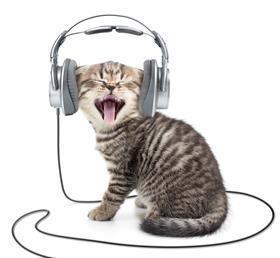 cat listening to podcast