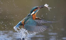 kingfisher