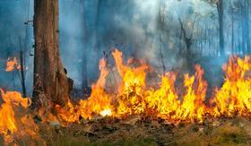 wildfire