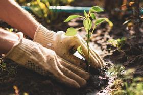 growth plant hands