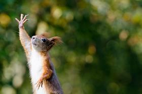 squirrel high five