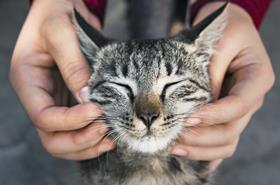 cat smiling