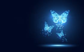 transformation, butterfly, digital