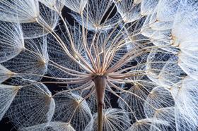 ecosystem, dandelion