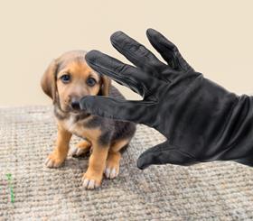 puppy stolen hand thief