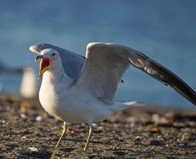 angry seagull