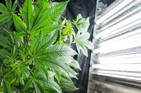 growing cannabis
