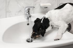 dog tap flood