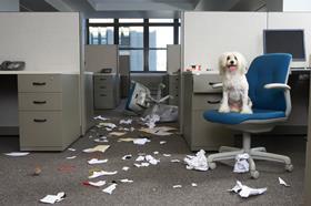 bloody annoying dog causing chaos silly boy pet