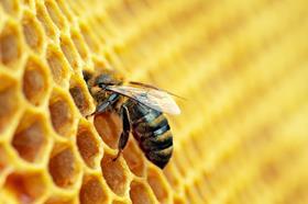 bee honey comb