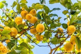 lemon tree