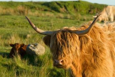 Bull with horns