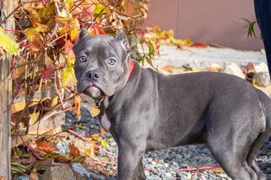 XL Bully puppy