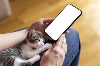 cute cat on lap phone
