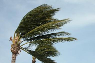 Palm tree being blown in the wind