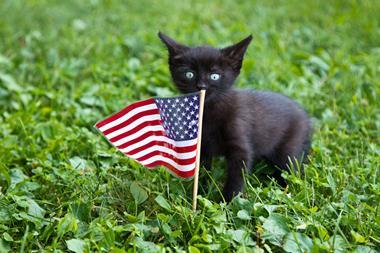 black kitten US flag