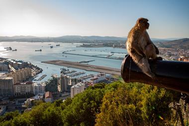 monkey Gibraltar