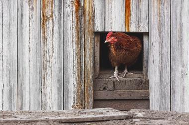 chicken, henhouse, fraud