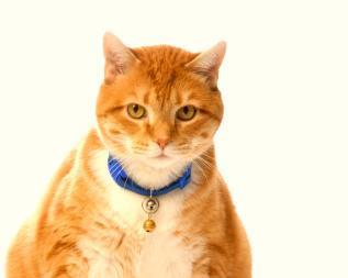 fat, ginger cat with bell round its neck