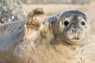 High Five seal