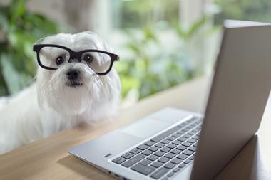 cute glasses wearing dog
