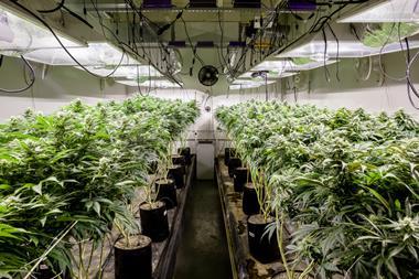 cannabis farm
