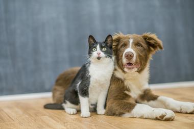 surprised cat and dog