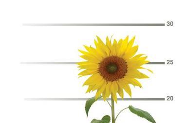 sunflower pension fund scheme trustee magazine investment training