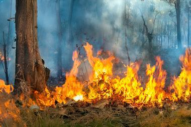 wildfire