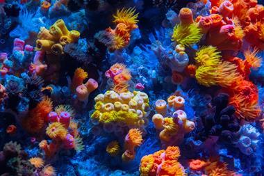 coral reef