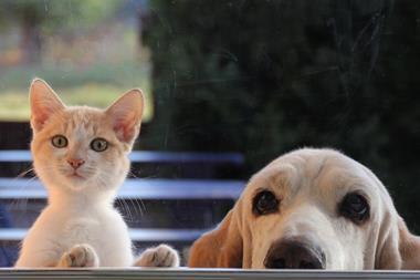 cat and dog looking in window