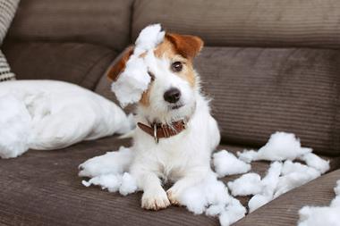 pet damage dog