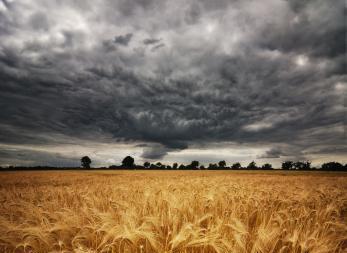 Storm clouds over corn fields