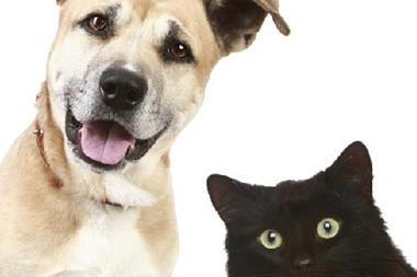 Pet insurance