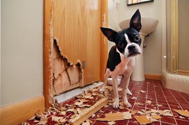 pet damage