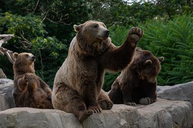 high five 5 bear